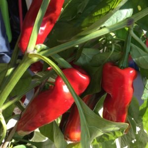 Pimento Cristal Hot Pepper Seeds