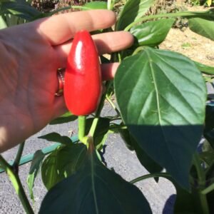 Calabrian Naso di Cane Hot Pepper Seeds