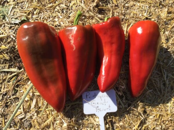 The all star performer of 2024! 'Portuguese Goat Heart' was a fabulous sweet pepper, and did well both in the ground as well as in containers. The fruits are grocery store sized, heart shaped, long and somewhat conical. Thick walls, juicy and sweet. Maturity was quite early for a large sweet type. Rare. 2024 seed. 30 seeds/packet. Said to have SHU of about 2,500 but I didn't detect any heat in the fruits.