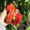 Trontarolo Sweet Pepper Seeds