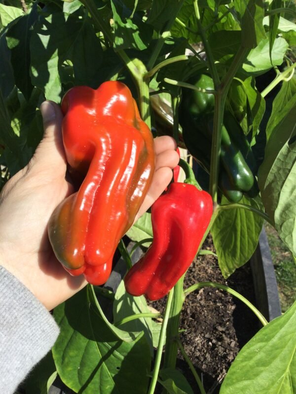 Trontarolo Sweet Pepper Seeds