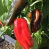 Trontarolo Sweet Pepper Seeds