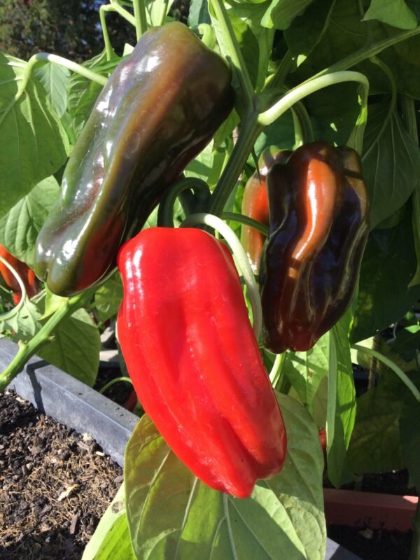 Trontarolo Sweet Pepper Seeds