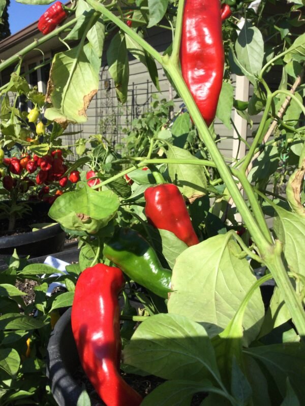 Hatvani Erös Sweet Pepper Seeds