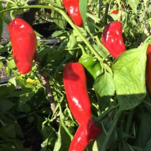 Hatvani Erös Sweet Pepper Seeds