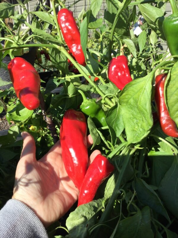 Hatvani Erös Sweet Pepper Seeds