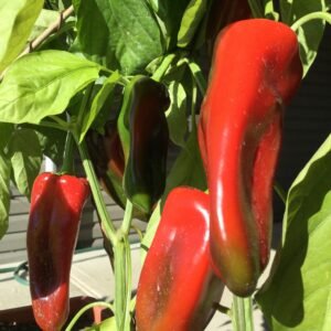 Morrón de Fabrica Sweet Pepper Seeds