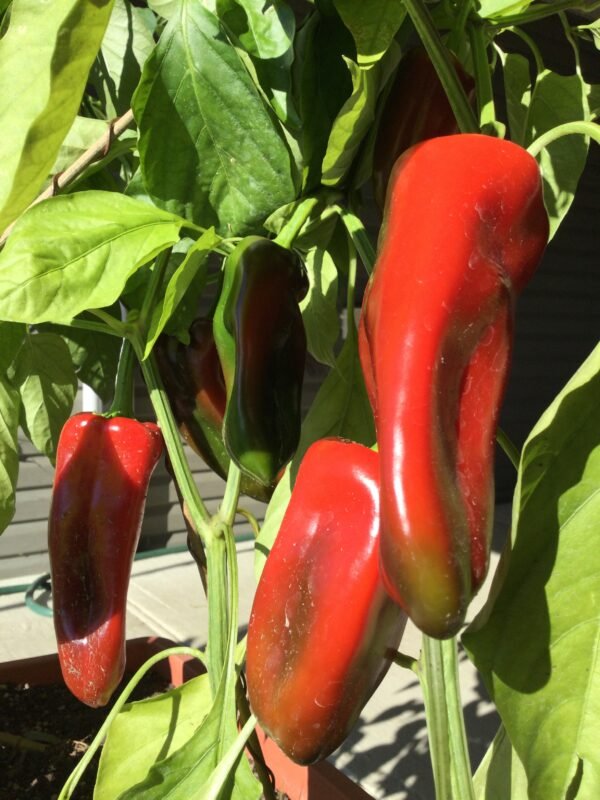 Morrón de Fabrica Sweet Pepper Seeds