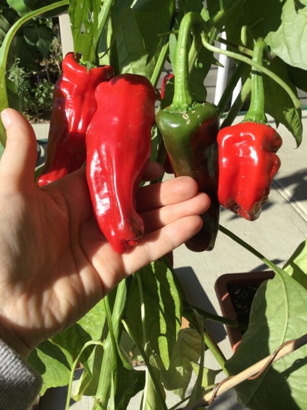 Morrón de Fabrica Sweet Pepper Seeds