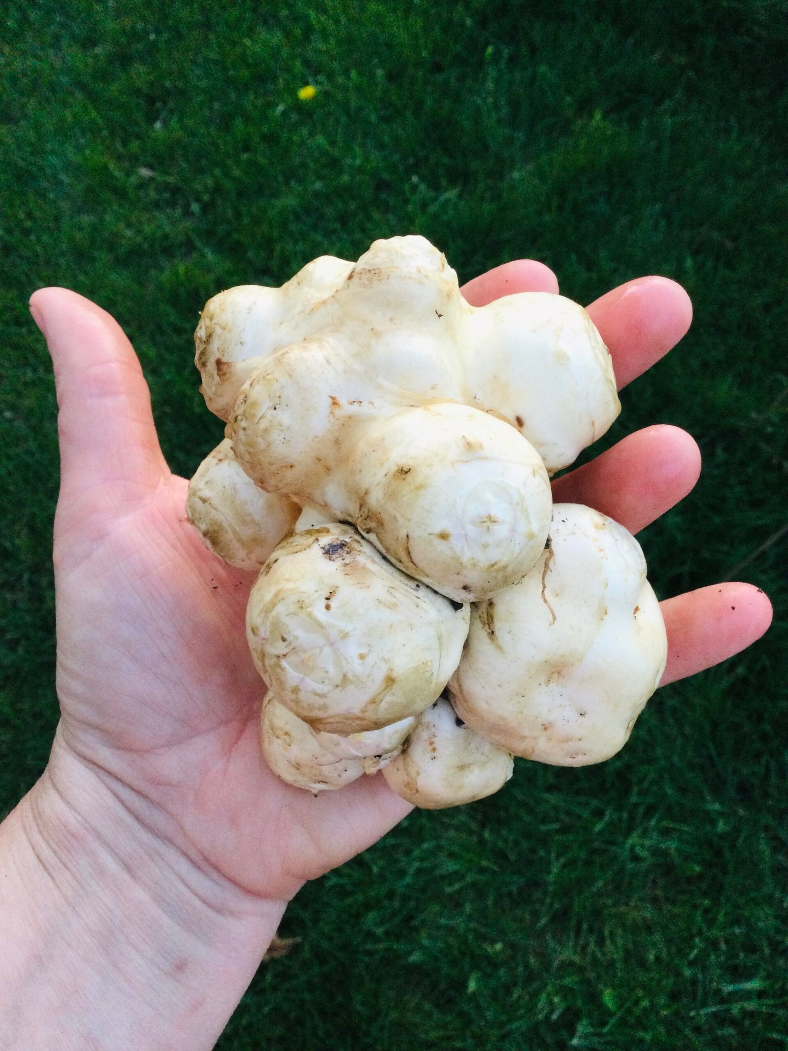 Jerusalem Artichoke Tubers - Image 3