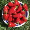 Calabrian Caviar Pepper Heirloom Seeds Grown in Sudbury, Ontario, Canada. Grown Organically. Heritage Hobby Seed Ark.