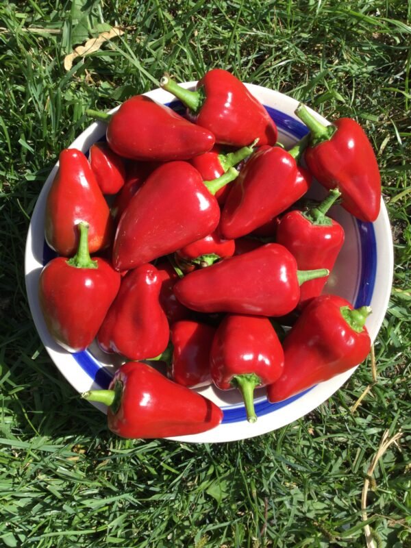 Calabrian Caviar Pepper Heirloom Seeds Grown in Sudbury, Ontario, Canada. Grown Organically. Heritage Hobby Seed Ark.