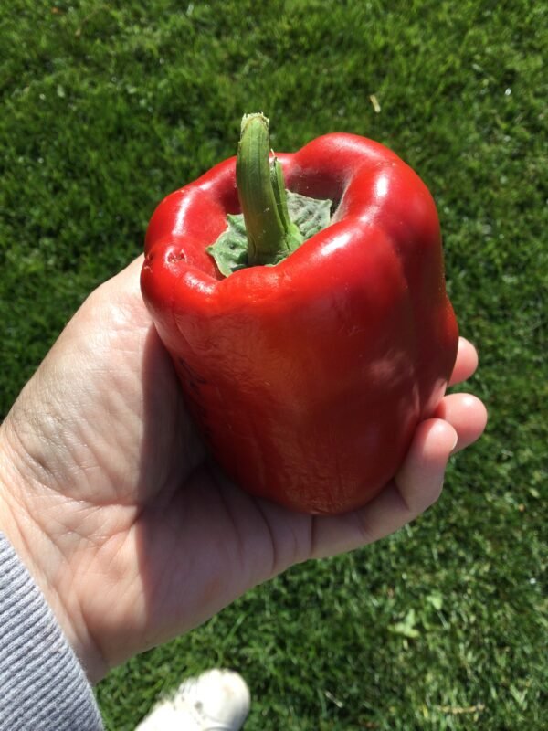 Gypsy Sweet Pepper Seeds