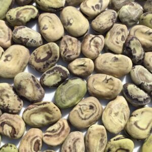 Fingerprint Fava Bean Heirloom Seeds Grown in Sudbury, Ontario, Canada. Grown Organically. Heritage Hobby Seed Ark.