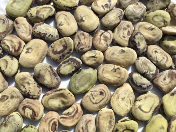 Fingerprint Fava Bean Heirloom Seeds Grown in Sudbury, Ontario, Canada. Grown Organically. Heritage Hobby Seed Ark.