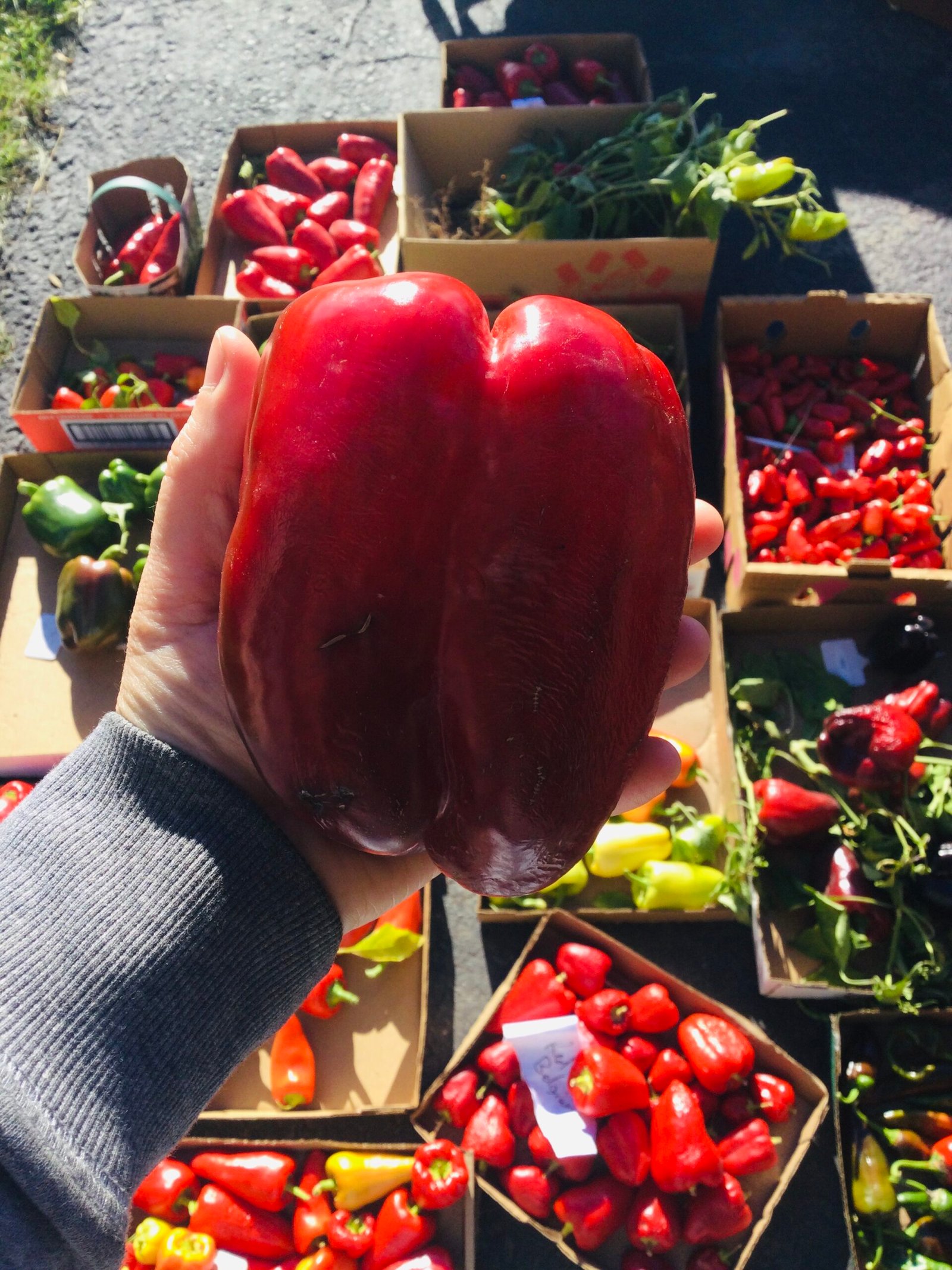 Zulu Sweet Pepper Seeds - Image 5