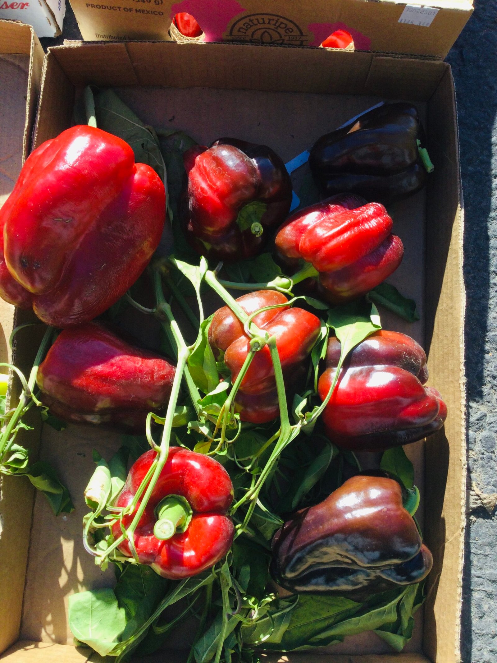 Zulu Sweet Pepper Seeds - Image 4