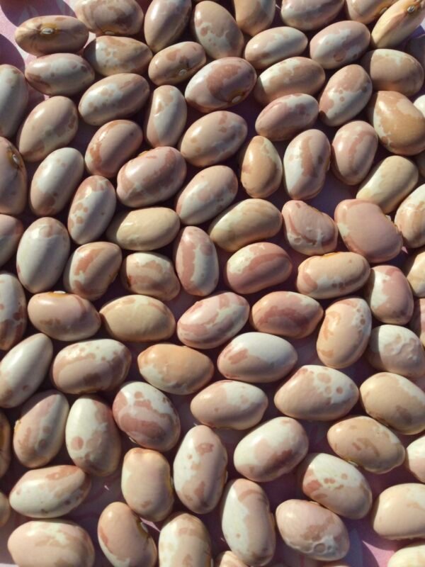 Gold und Silber Pole Bean Seeds