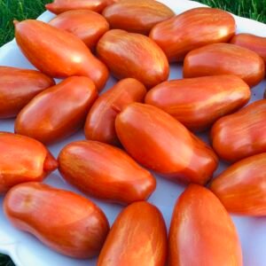 Tomato Seeds - Sauce Varieties