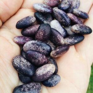 Ohio Pole Bean Seeds