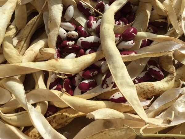 Enfant de coeur de Arnald-Aosta Pole Bean Seeds