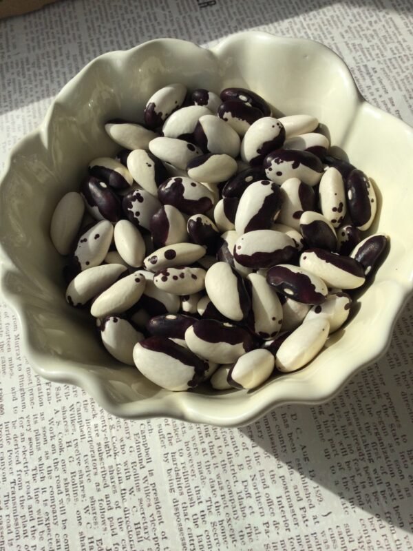 Macia Pole Bean Seeds