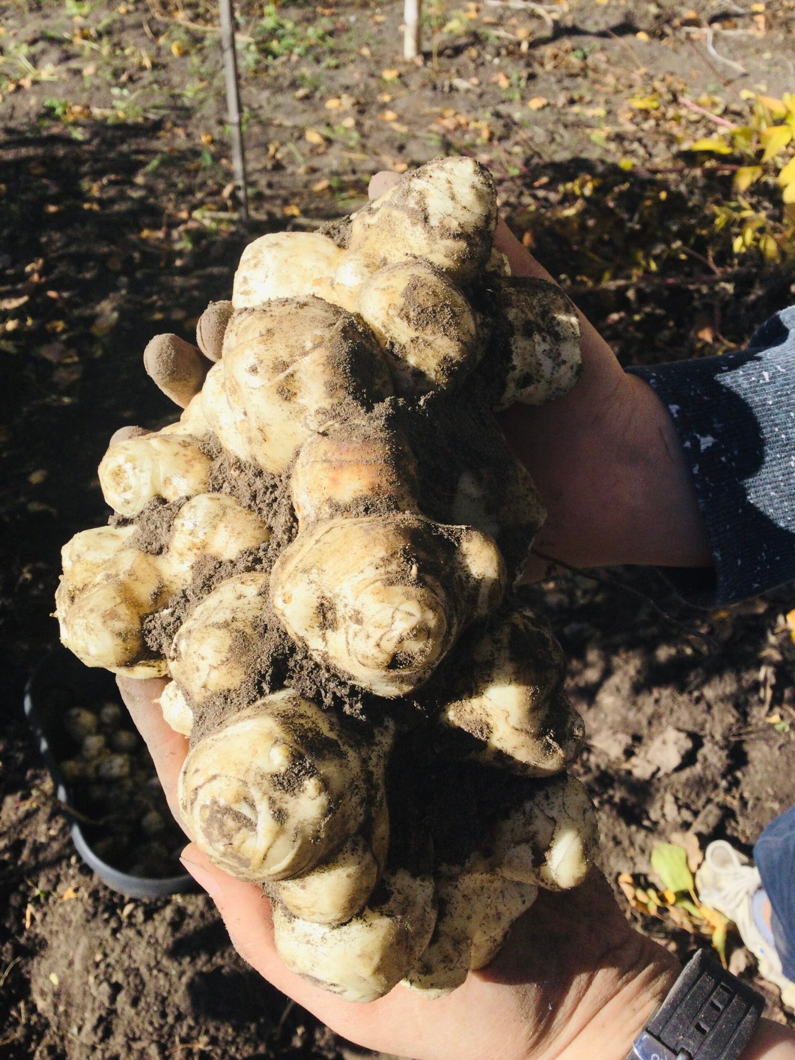 Jerusalem Artichoke Tubers - Image 2