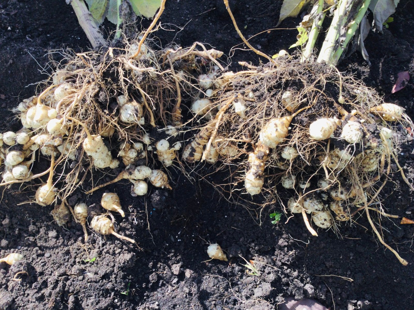 Jerusalem Artichoke Tubers - Image 4