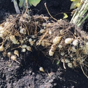 ZZ Stampede Jerusalem Artichoke Tubers