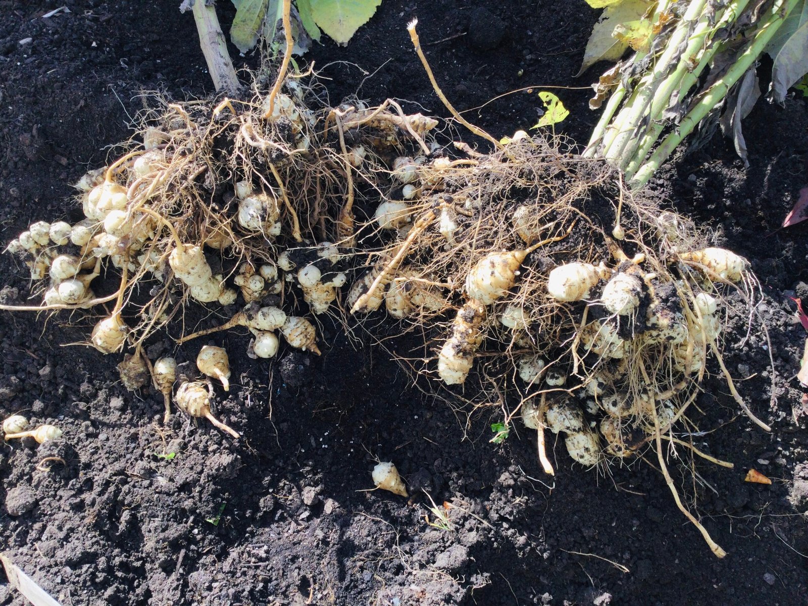 ZZ Stampede Jerusalem Artichoke Tubers