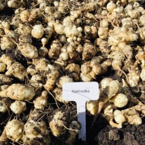 ZZ Nakhodkha Jerusalem Artichoke
