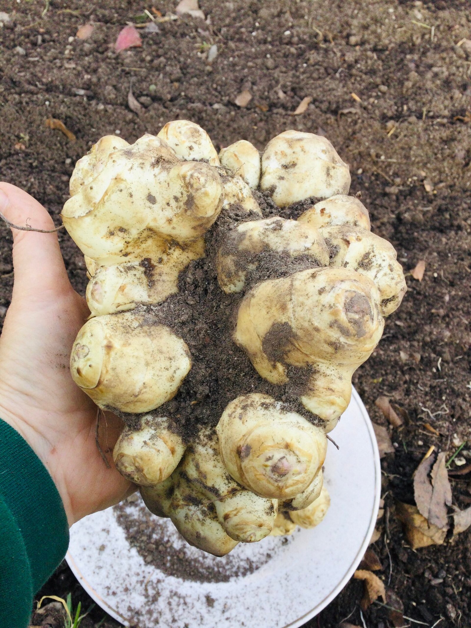 Jerusalem Artichoke Tubers