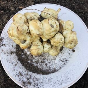 Jerusalem Artichoke Perennial Tubers