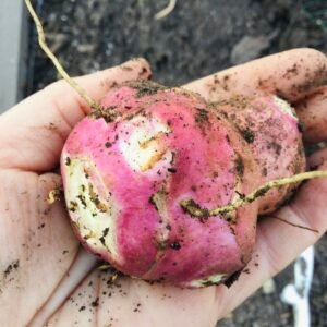 ZZ Skorospelka Jerusalem Artichoke