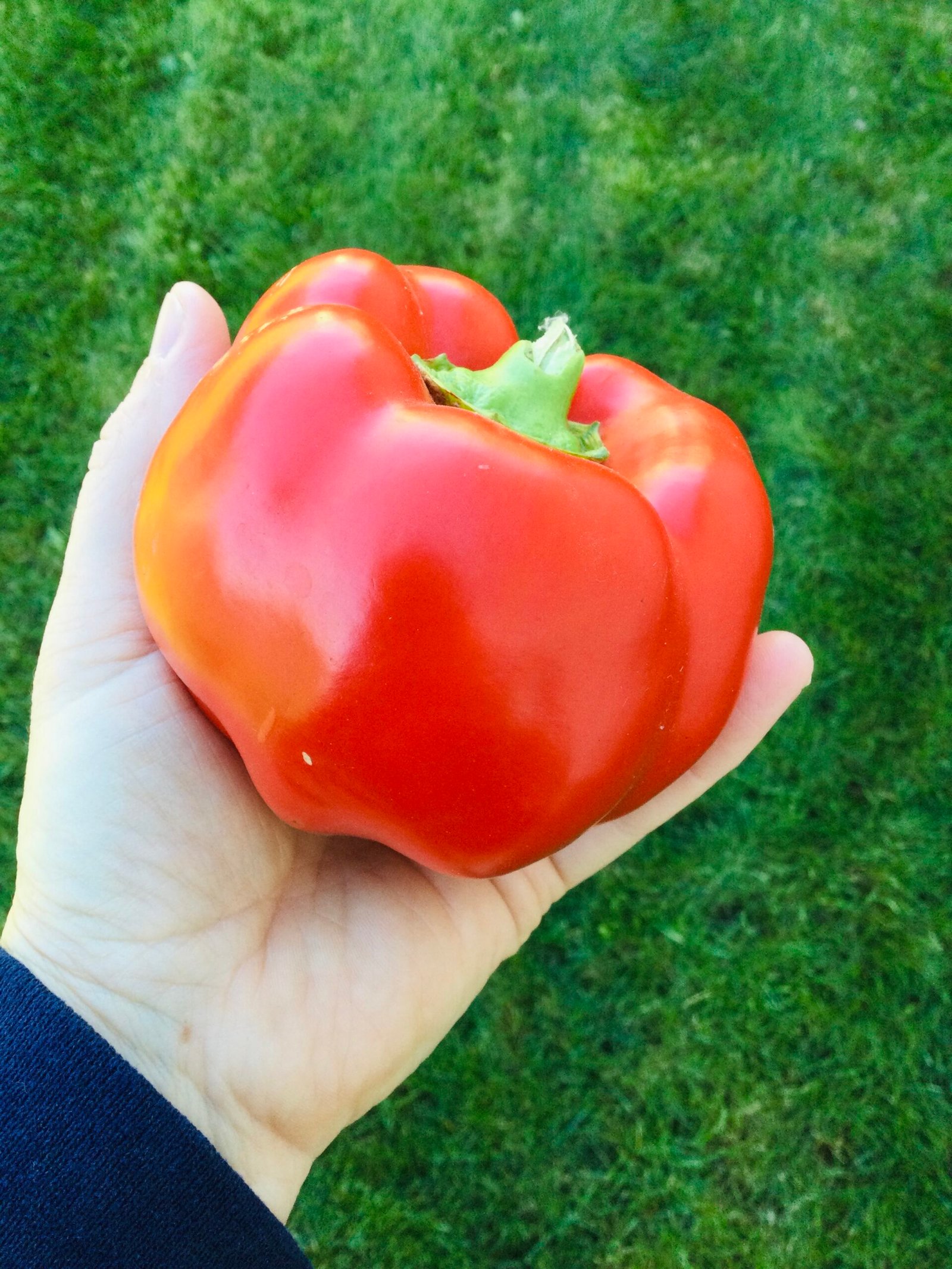 Peace Bell Sweet Pepper Seeds - Image 2