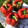 Gypsy Sweet Pepper Seeds