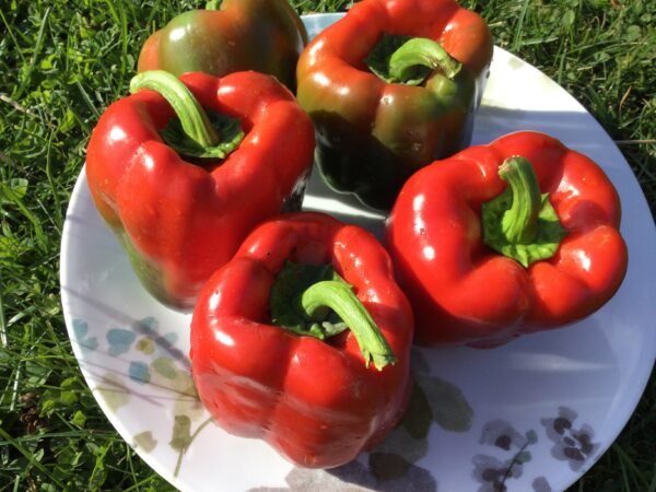 Gypsy Sweet Pepper Seeds