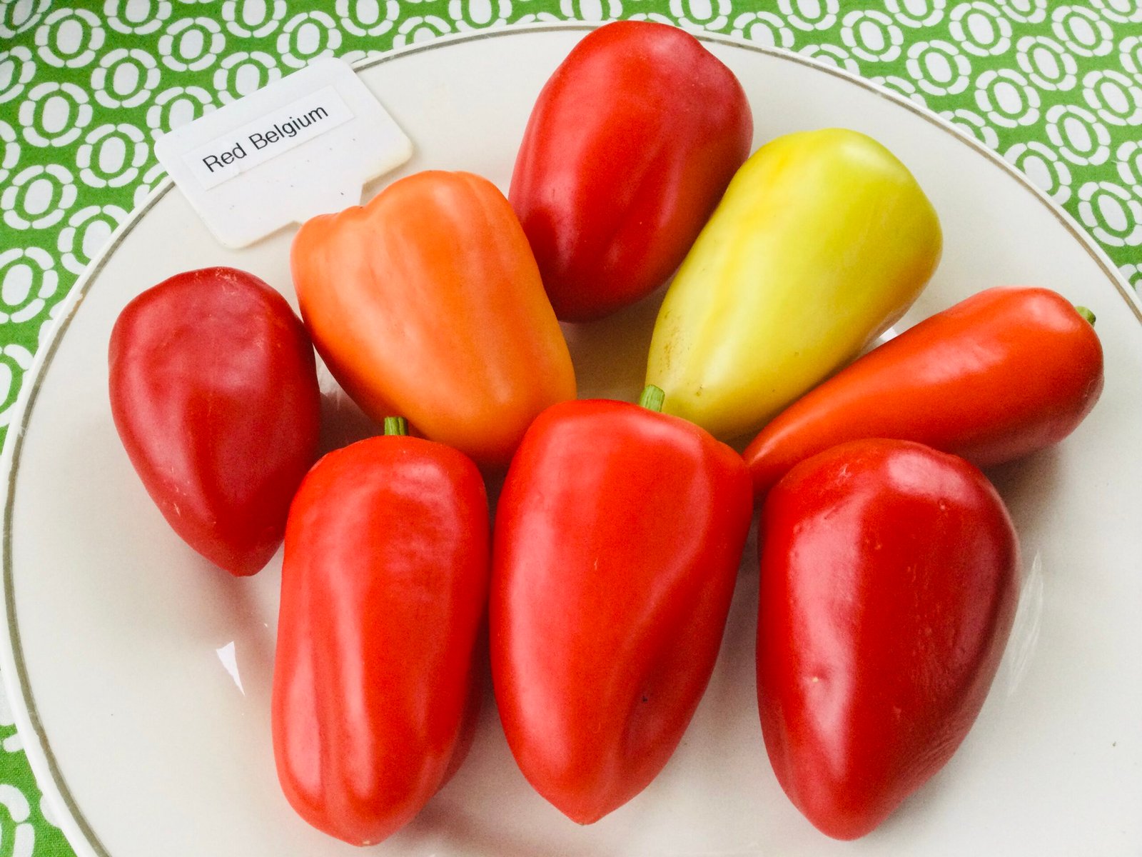 Red Belgium Sweet Pepper Seeds - Image 3