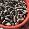 Veitch's Wonder Bush Bean Seeds