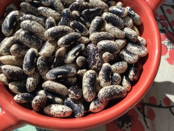 Veitch's Wonder Bush Bean Seeds