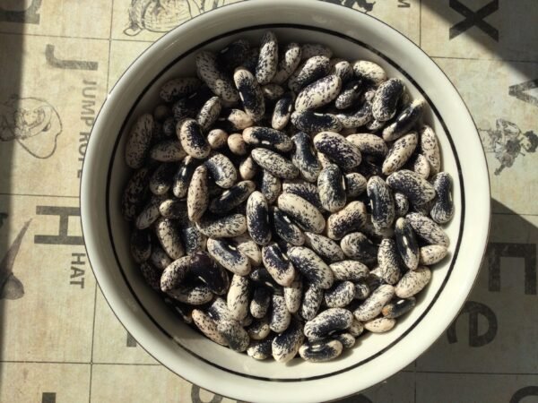 Veitch's Wonder Bush Bean Seeds