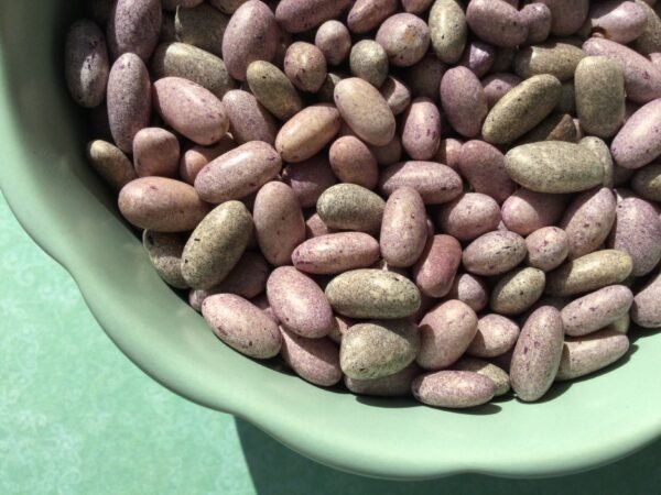 Zimbabwe Stones Semi-Runner Bean Seeds