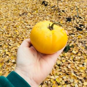 Winter Gold Keeper Tomato Seeds