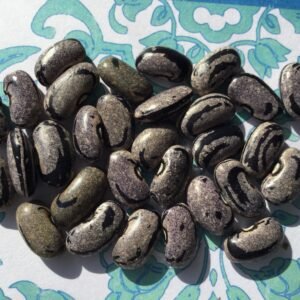 Muni Chocame Pole Bean seeds