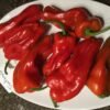 Trontarolo Sweet Pepper Seeds