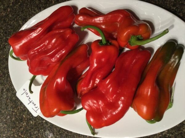 Trontarolo Sweet Pepper Seeds