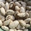 Sakaguchi Kang Wong Runner Bean Seeds