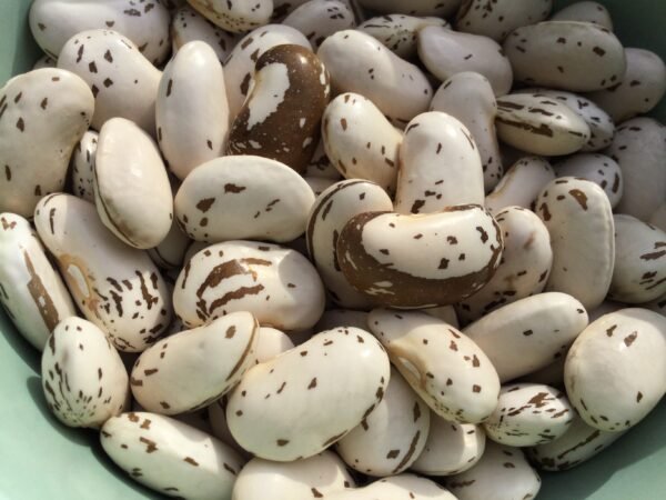 Sakaguchi Kang Wong Runner Bean Seeds