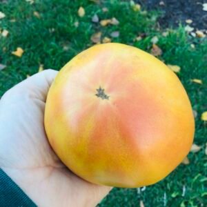 Yellow Out Red In Tomato Seeds