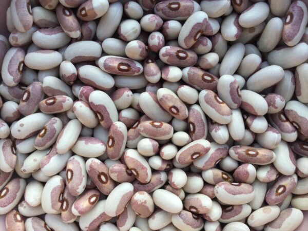 Paulchen Bush Bean Seeds